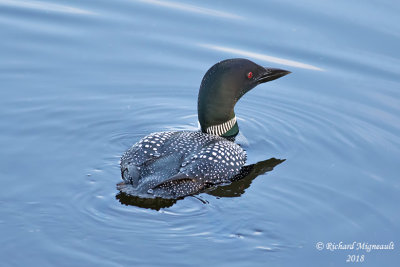 Plongeon huard - Common Loon 2 m18