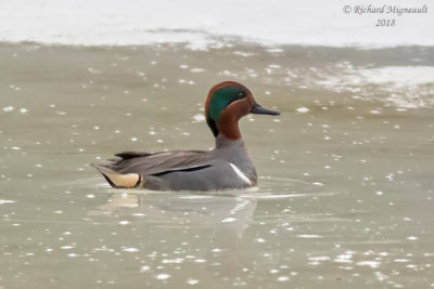 Sarcelle dhiver - Green-winged Teal 1 m18