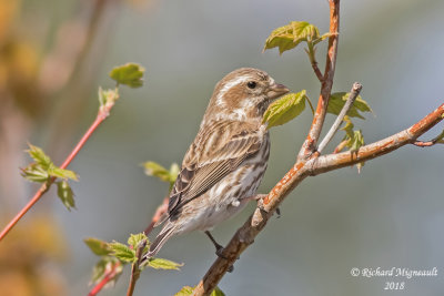 Cardinal à poitrine rose - Rose-breasted Grosbeak, femelle 1 m18