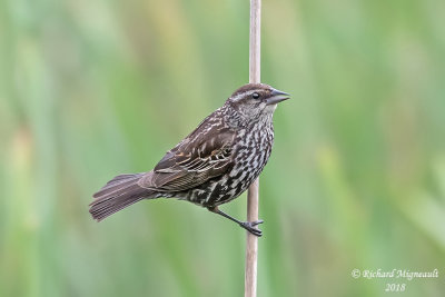 Carouge à épaulettes - Red-winged Blackbird, female 1 m18