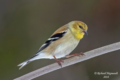 Chardonneret jaune - American Goldfinch 1 m18