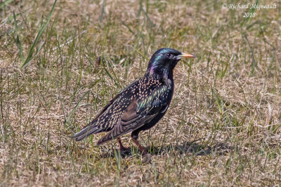 Étourneau sansonnet - European Starling 1 m18