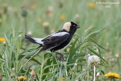 Goglu des près - Bobolink 3 m18