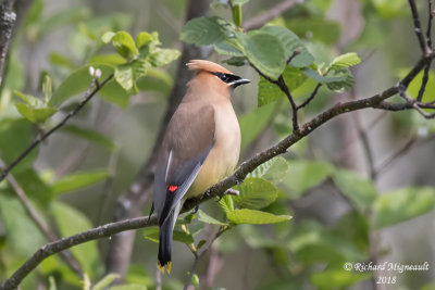 Jaseur d’Amérique - Cedar Waxwing 1 m18