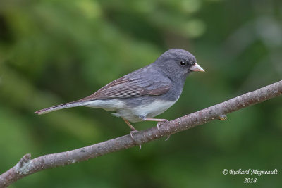 Junco ardoisé - Dark-eyed Junco 1 m18