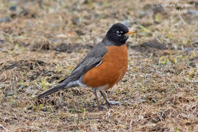Merle d’Amérique - American Robin 2 m18