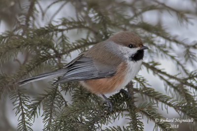 Mésange à tête brune - Boreal Chickadee 1 m18