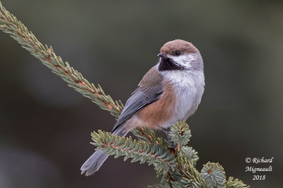 Mésange à tête brune - Boreal Chickadee 3 m18