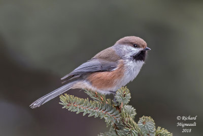 Mésange à tête brune - Boreal Chickadee 4 m18