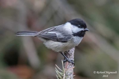 Mésange à tête noire - Black-capped Chickadee 5 m18
