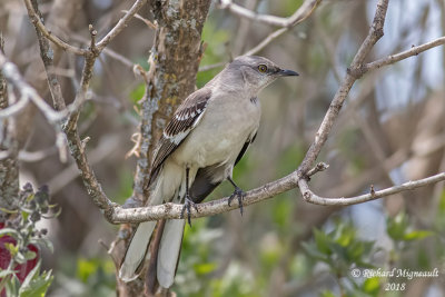Moqueur polyglotte - Northern Mockingbird 2 m18