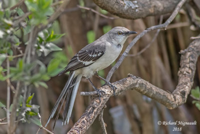 Moqueur polyglotte - Northern Mockingbird 3 m18