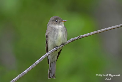 Moucherolle tchébec - Least Flycatcher 2 m18