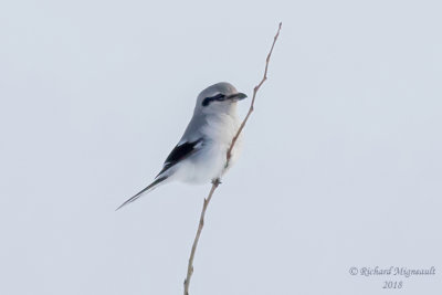 Pie-grièche boréale, Northern Shrike 1 m18