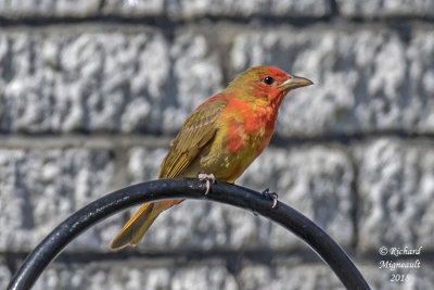 Piranga vermillon - Summer tanager 1 m18