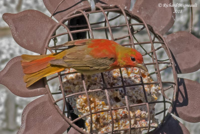 Piranga vermillon - Summer tanager 2 m18