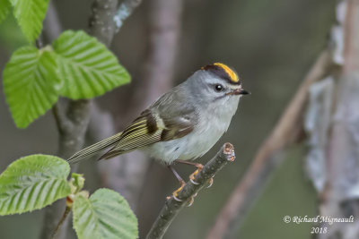 Roitelet à couronne dorée - Golden-crowned Kinglet 2 m18