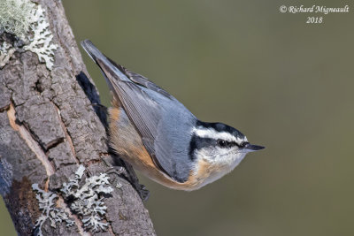 Sitelle à poitrine rousse - Red-breasted Nuthatch 2 m18