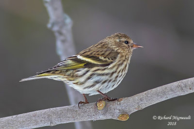 Tarin des pins - Pine Siskin 4 m18