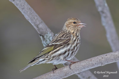 Tarin des pins - Pine Siskin 5 m18