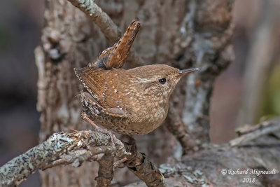 Troglodyte mignon - Winter Wren 1 m18