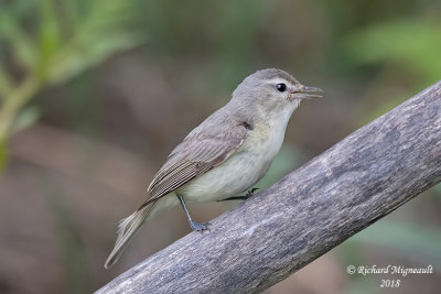 Viréo mélodieux - Warbling Vireo 1 m18