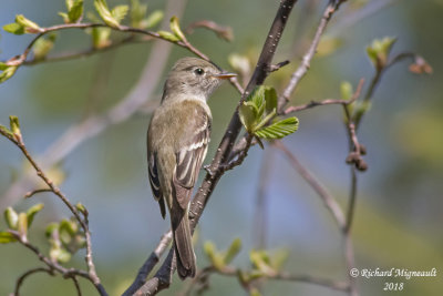 Moucherolle tchébec - Least Flycatcher 1 m18