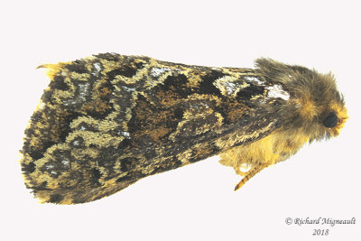 0031 - Conifer Swift Moth - Korscheltellus gracilis m18 
