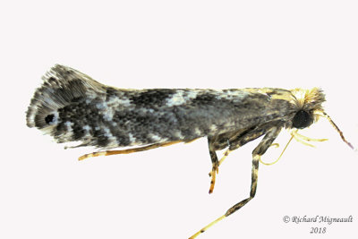 0686.97 - Unidentified Parornix Moths - Parornix m18