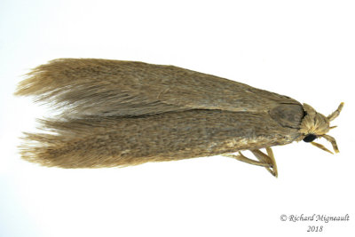1301.1  Coleophora limosipennella m18 