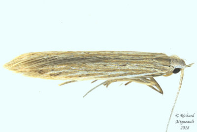 1349 - Coleophora lineapulvella m18 