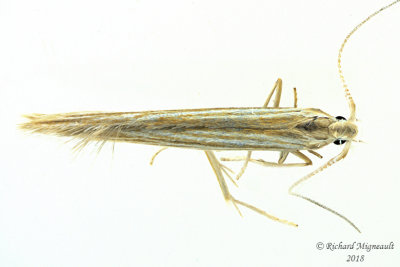 1365 - Streaked Coleophora Moth - Coleophora cratipennella 1 m18 