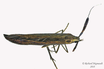 1387 - Metallic Coleophora Moth - Coleophora mayrella m18 