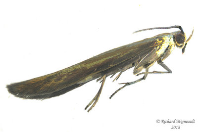 1398 - Coleophora deauratella m18 