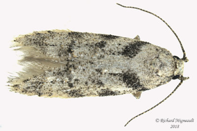1874 - Pseudotelphusa quercinigracella 1 m18 