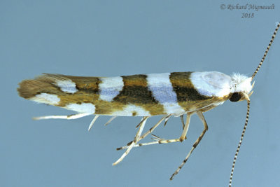 2457 - Bronze Alder Moth - Argyresthia goedartella m18