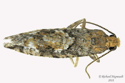 3240 - Spruce Bud Moth - Zeiraphera canadensis 2 m18
