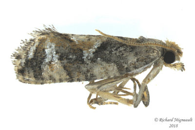 3240 - Spruce Bud Moth - Zeiraphera canadensis m18