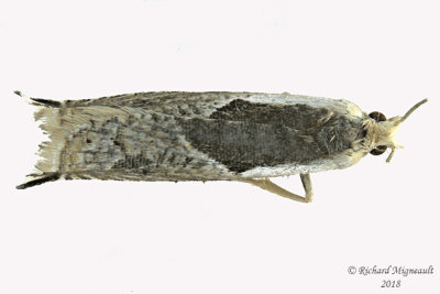 3355 - Ancylis subaequana 1 m18