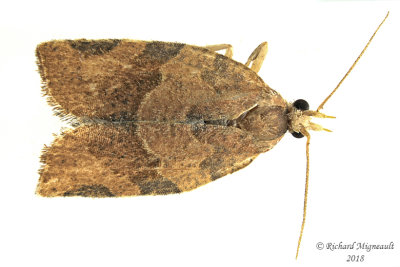 3594 - Three-lined Leafroller Moth - Pandemis limitata m18 