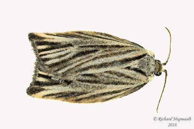 3664 - Striated Tortrix Moth - Archips strianus m18 