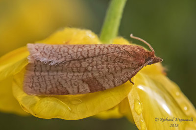 3675  Allen's Tortrix Moth  Aphelia alleniana 1 m18