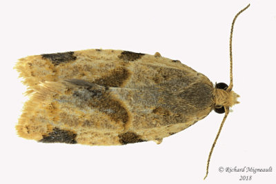 3688 - Garden Tortrix Moth - Clepsis peritana m18 