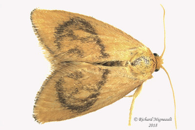 4653 - Red-crossed Button Slug Moth - Tortricidia pallida m18