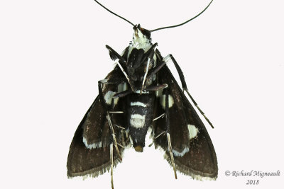 5160 - Desmia maculalis 2 m18