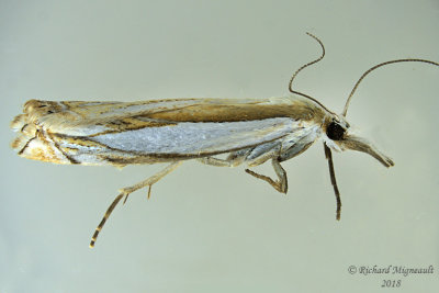 5339 - Grass-veneer Moth - Crambus pascuella m18