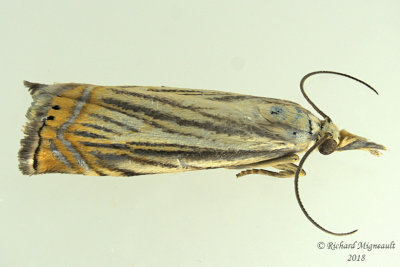 5391 - Topiary Grass-veneer Moth - Chrysoteuchia topiarius m18