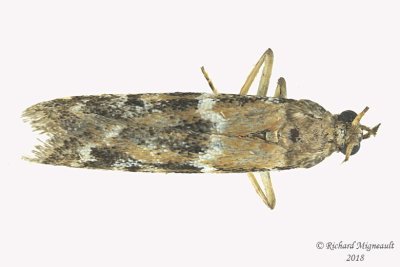 6011 - Vitula broweri 1 m18