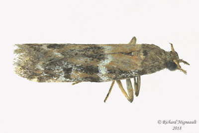 6011 - Vitula broweri 2 m18