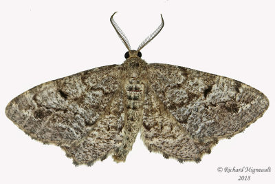 6656 - Pine Measuringworm Moth - Hypagyrtis piniata m18